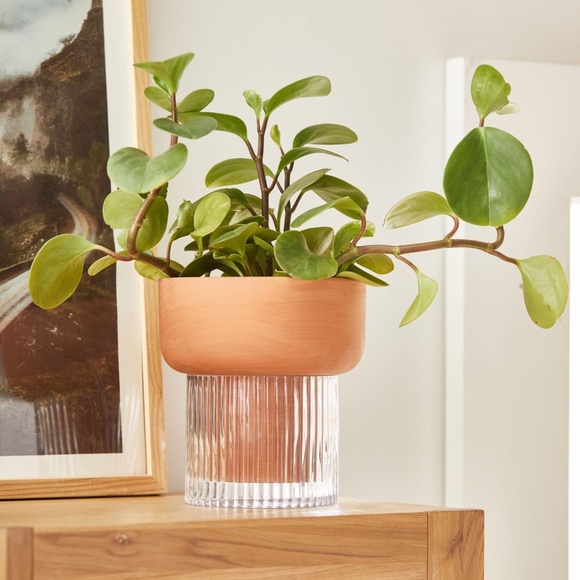 ISO! Izzie Self Watering Planter - Picture 1 of 1